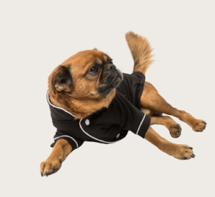 одежда для животных